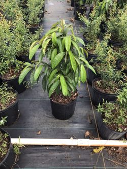 Purple star apple trees ( caimito)