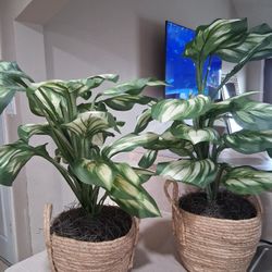 Decorative Potted Plants