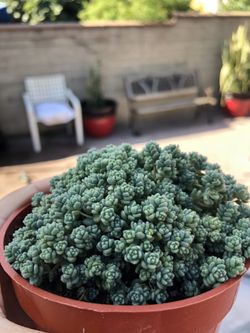 Beautiful rare succulent plant!