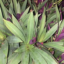 Moses In A Cradle , Oyster Plant 
