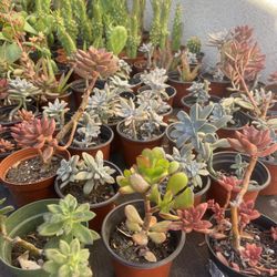 Succulents Plants 4”inch 🌵🪴