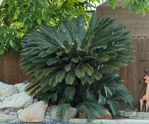 Mature Sago Palm / Cycad – Large Landscape Specimen