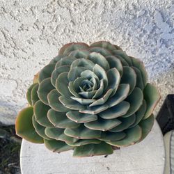 6 Inch Pot - Succulent Plant - Hidden Queen -  Echeveria Australis Rose - Rooted & Established - Drought Resistant - 🪴