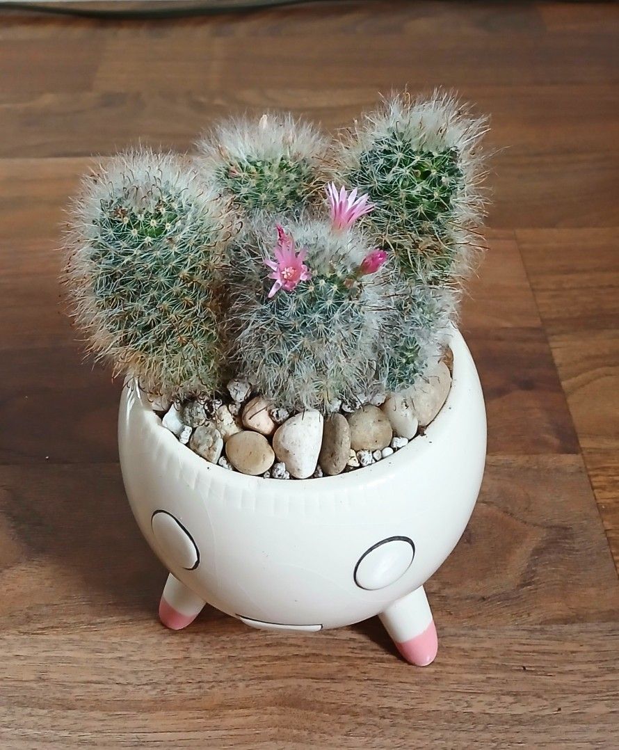 Live Beautiful Flowering Cactus Indoor Houseplants With Small Pink Flowers And 4 Inch Ceramic Beautiful Pot $20