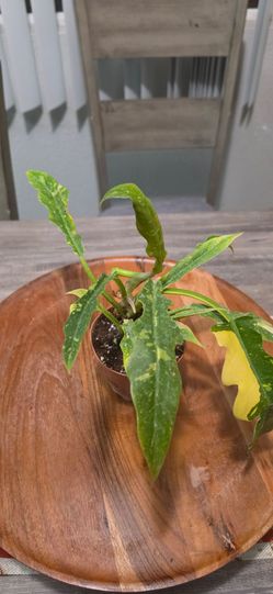 Philodendron Ring of Fire
