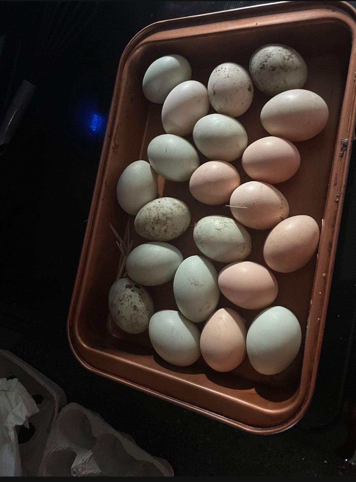 Fresh Eggs (ducks and Chicken )