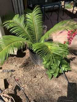 Sago Palms in 5-gallon pots. Excellent condition ready to plant in ground or decorative pot.