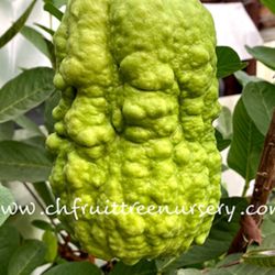 White Taiwanese Guava Trees XXL🌳🤍