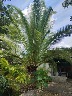 Canary Palm Tree $1200🌴