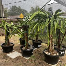 Dragon Fruit Trees For Sale