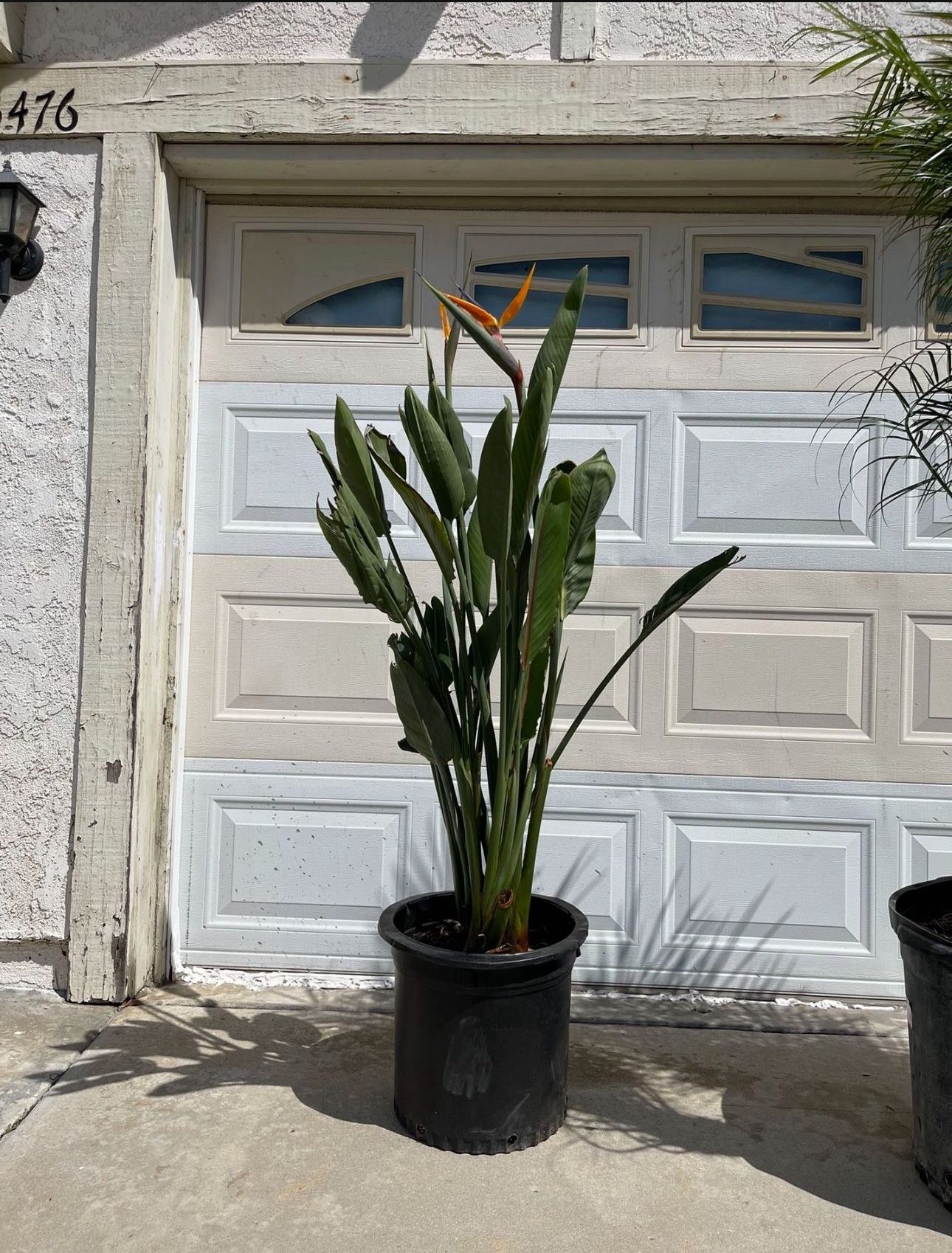 Plants Bird Of Paradise