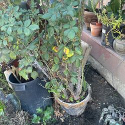 Rose Bush 