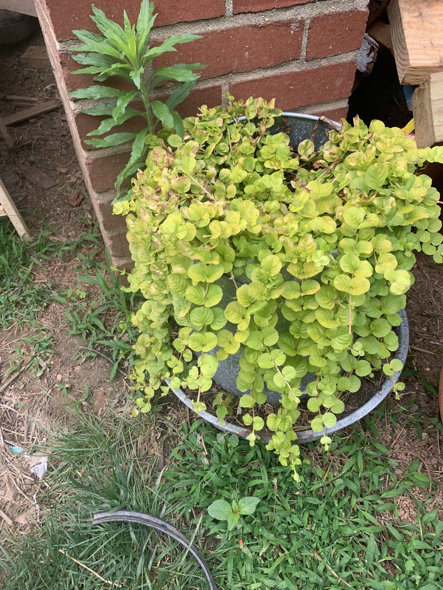 Galvanized Metal Poultry Feeder Planter