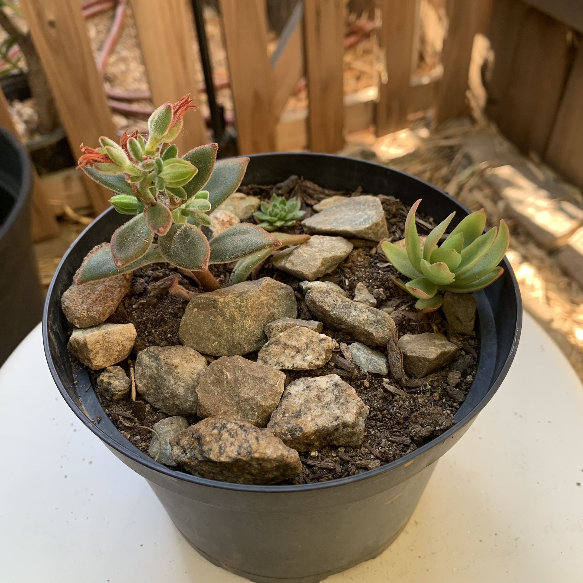 Succulent Pot Mix