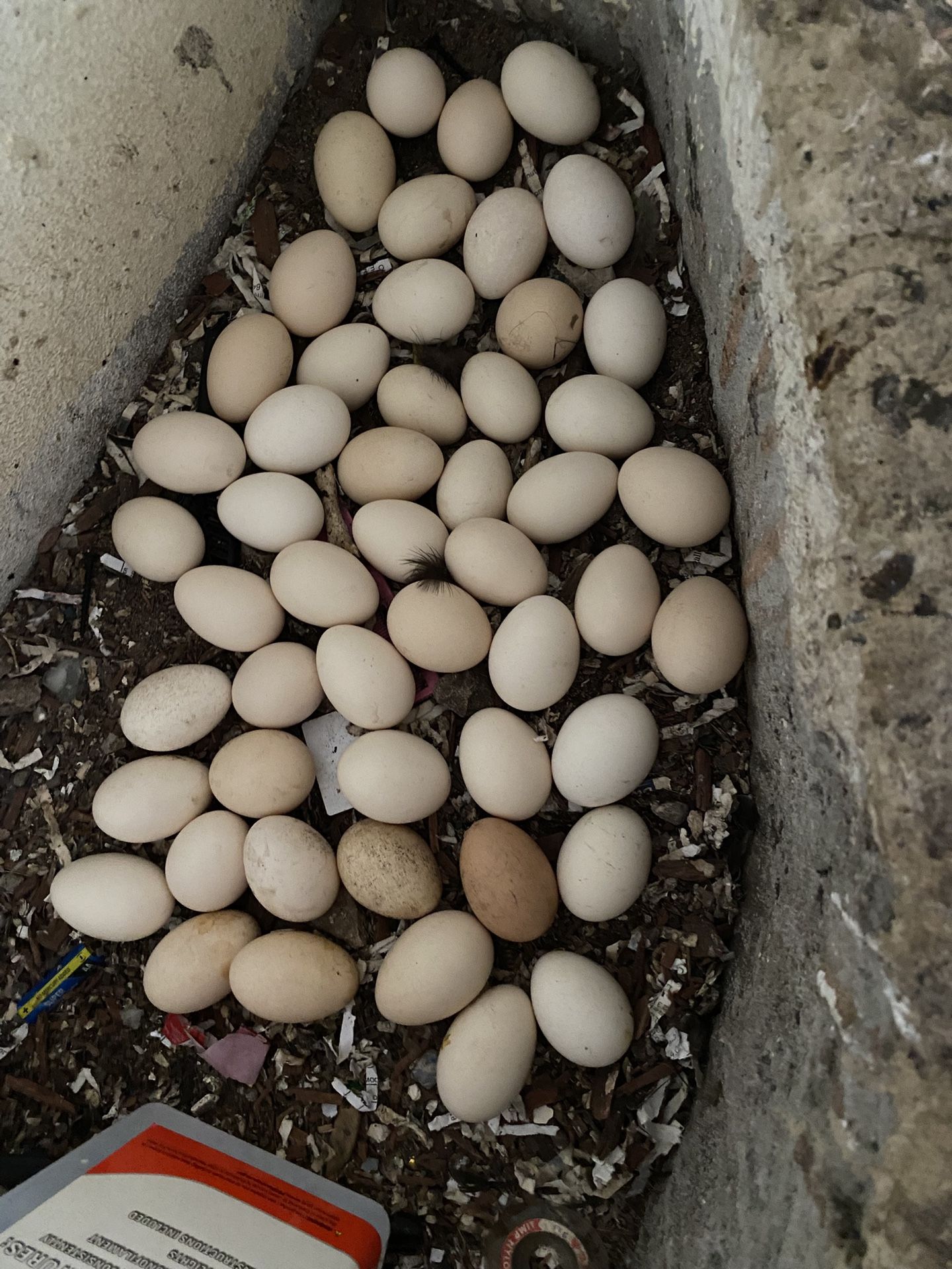Fertile Chicken Eggs 15$ Per Dozen