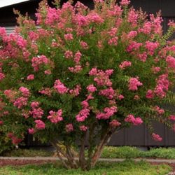 Crape Myrtle Diferentes Colores 15gallones 