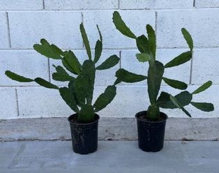 Very Healthy Velvet Opuntia Prickly Pear Cactus Plants Pink Flowers 1 gallon planters, $29 each