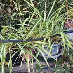 Spider Plants In A Pot Decorative 