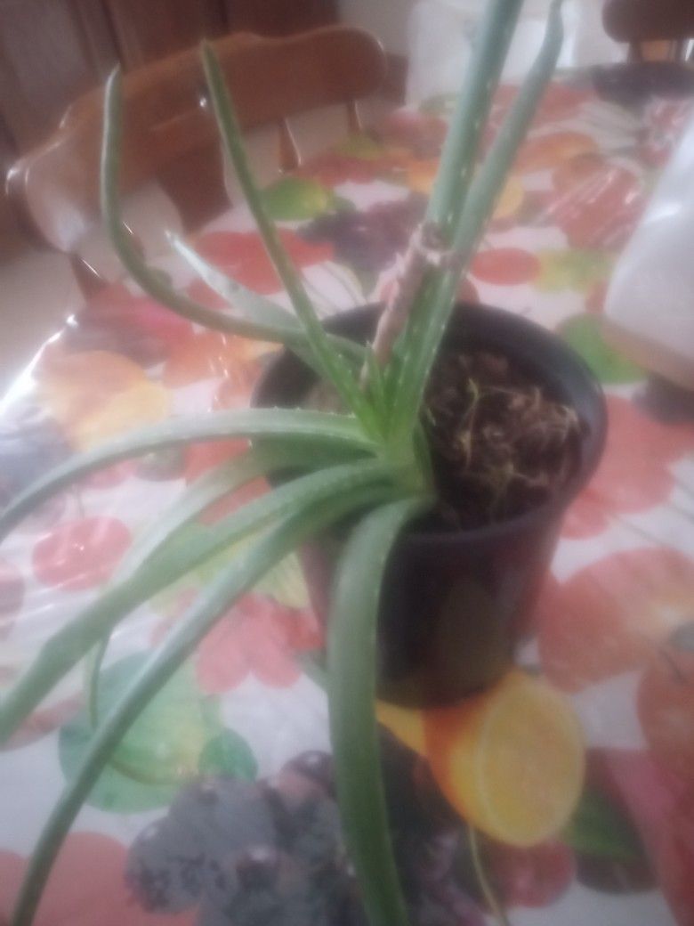 Aloe Vera Plant