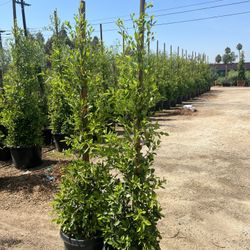 Ficus Trees