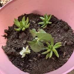 Succulent Arrangement