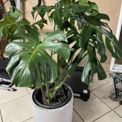 Monstera Plant