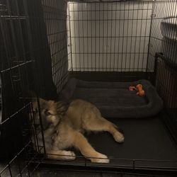 Dog Bundle 