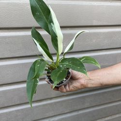variegated philodendron wend imbe 