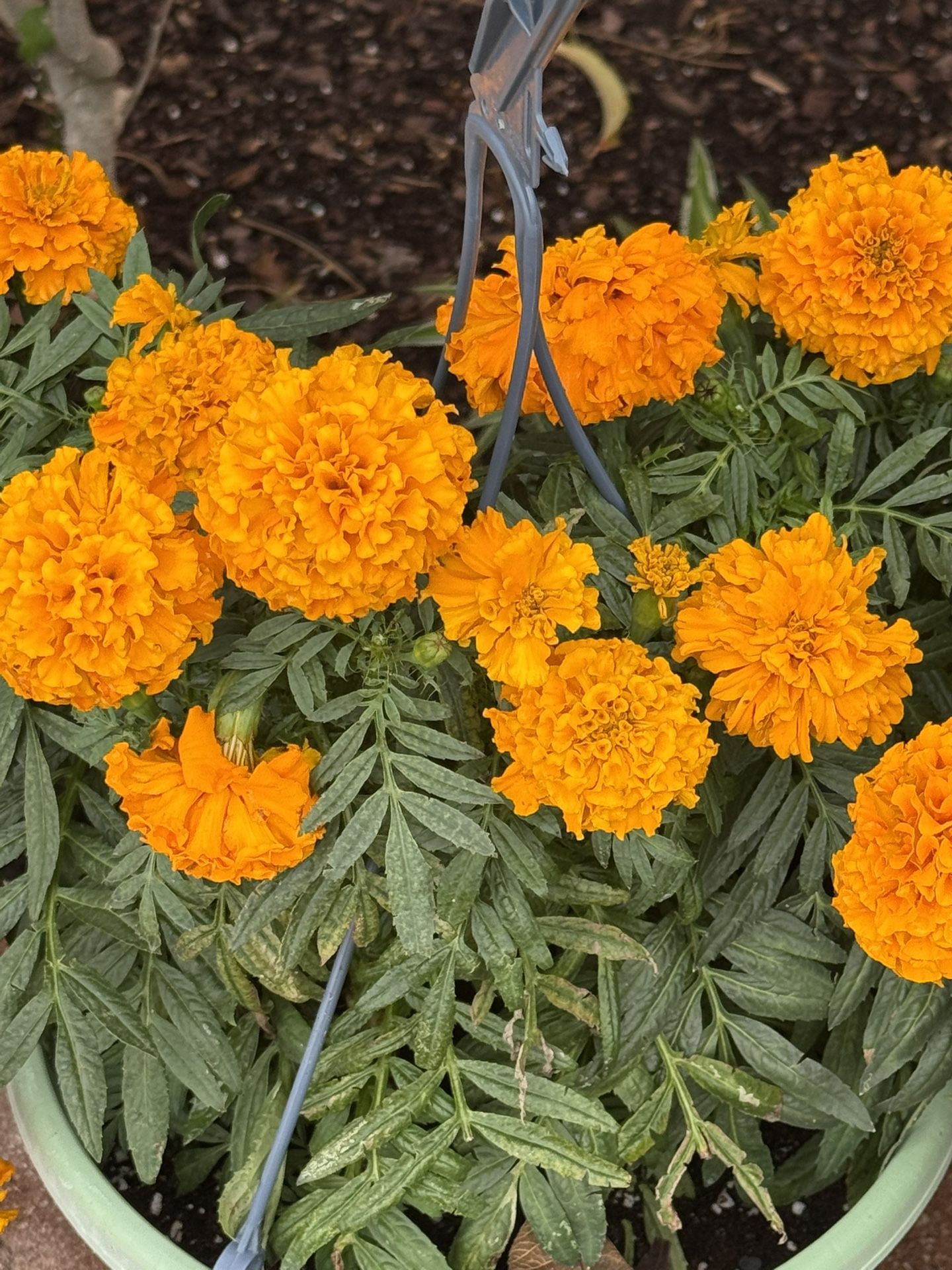 Simplasuche Y Rosales