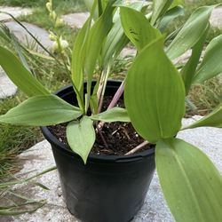 Lilly Of The Valley Cluster Of Plants