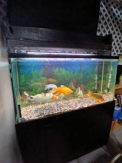 Fish Tank.