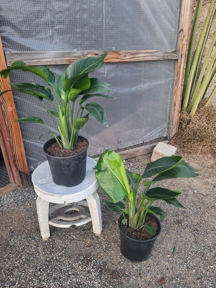 Birds Of Paradise Plant 10" Pot $10 Each