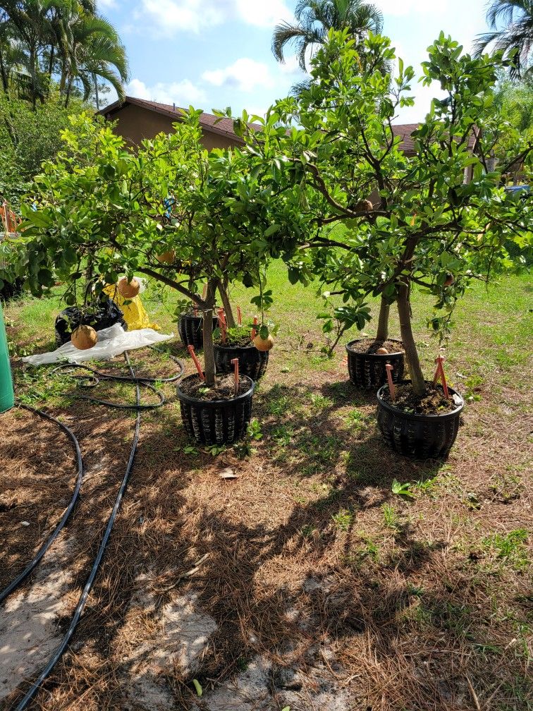 Ruby Red Grapefruit Trees