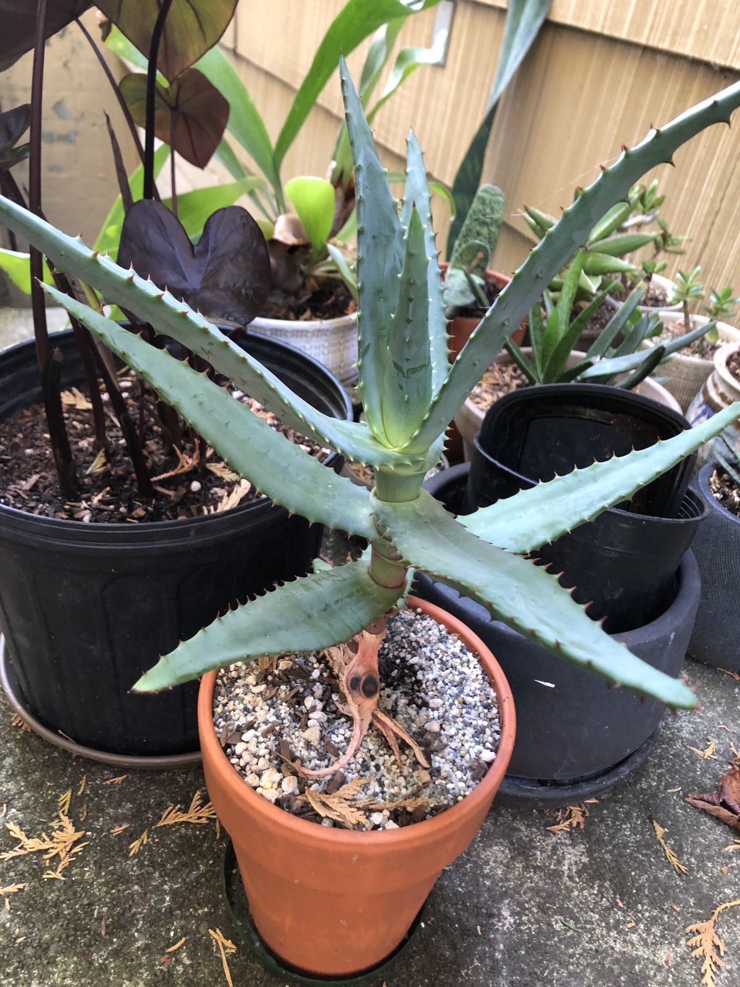 Aloe Maculata Hybrid
