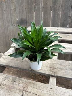 Dracaena 'Janet Craig' compacta, $8 each