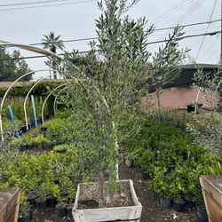 Olive Multi Trunk Tree