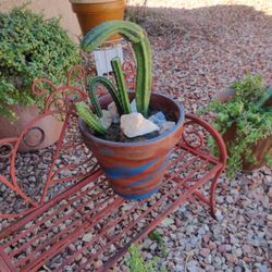 Succulent, Cacti, Garden Plants