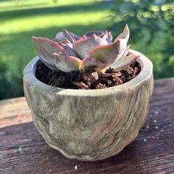 Modern Marble Ceramic Hanging Flower Pots with Rosette Succulent