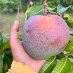 Rapoza  Mango  Dwarf  Grafted  Trees  3gal   De Mango  Injertados  Rapoza 3gal