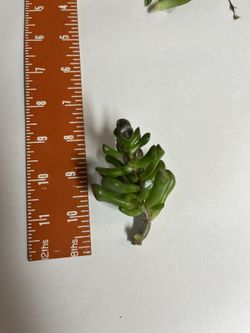 Succulent Plant Cuttings $1-2 Each!