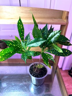 Gold dust croton in 6 inch plastic pot