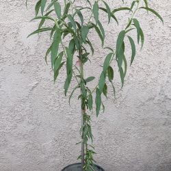 Arbol De Durazno