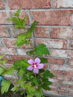 Rose Sharon plant ☘️