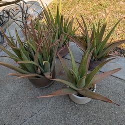 Succulents Aloes and donkey tail