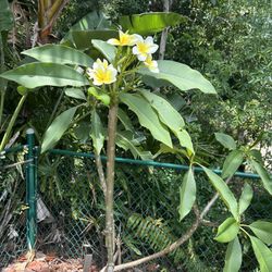 Free Plumeria Cuttings