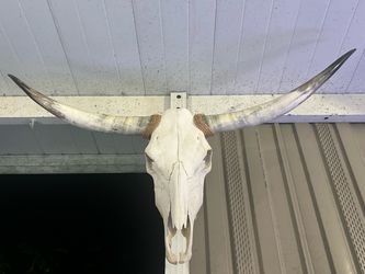 Longhorn skull deco