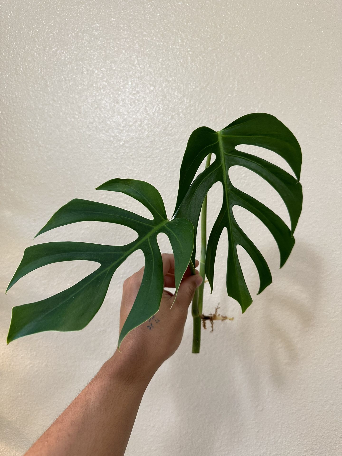 EXTREMELY RARE Monstera sierrana Top-Cut