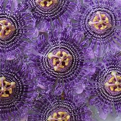Passion flower plant