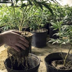 Mary Jane clones & seeds