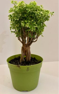 Variegated ming bonsai in 7” pot b
